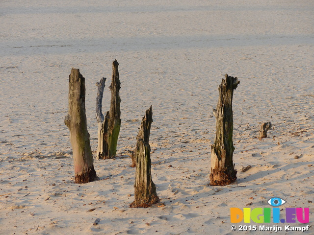 FZ025022 Tree stumps in sand dunes